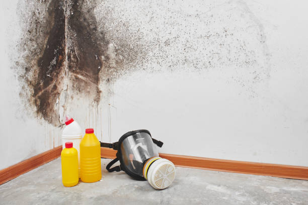 Best Black Mold Remediation in Springville, AL