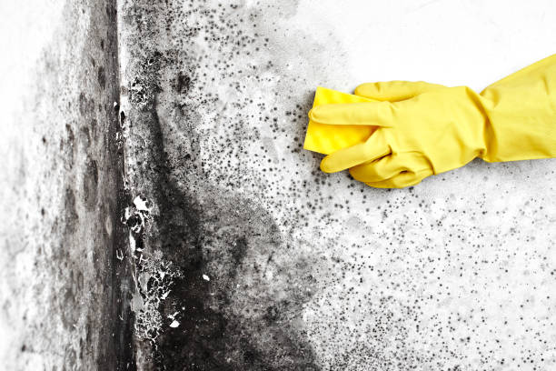 Best Mold Remediation for Specific Building Types in Springville, AL