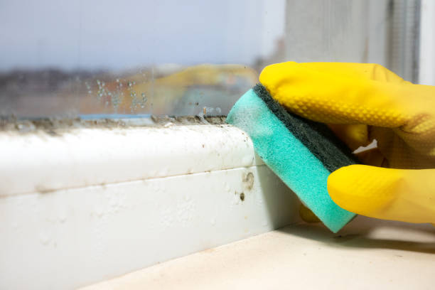 Best Industrial Mold Remediation in Springville, AL