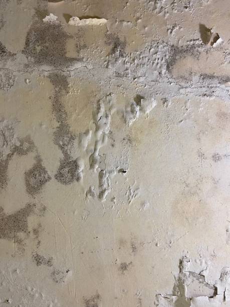 Best White Mold Remediation in Springville, AL