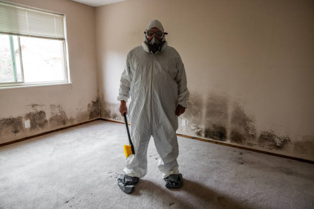 Best Crawl Space Mold Remediation in Springville, AL